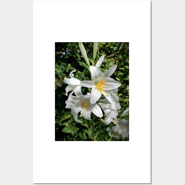 White Lily Wall Art by Gourmetkater